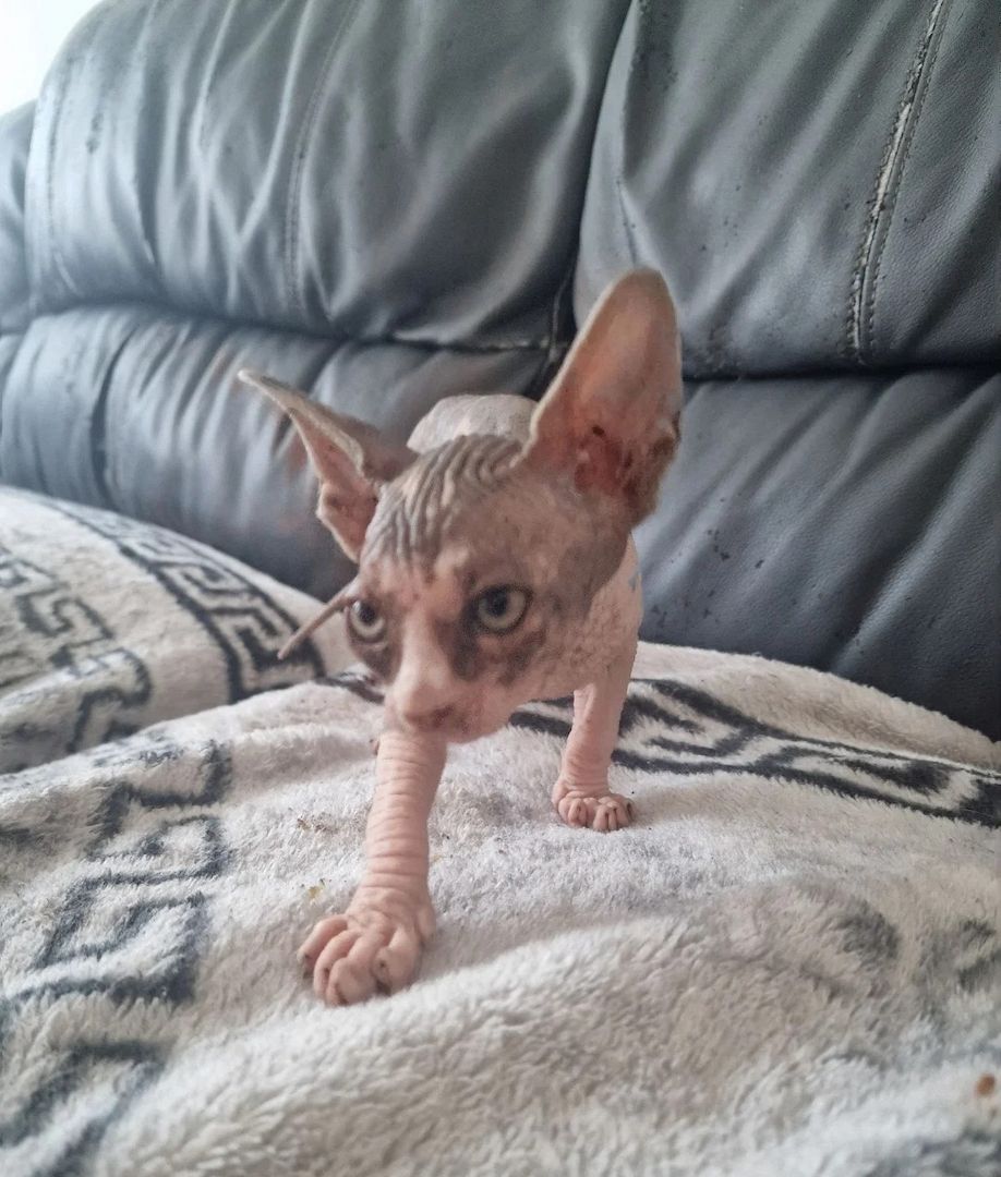 Entzückende Canadian-Sphynx-Kätzchen 20