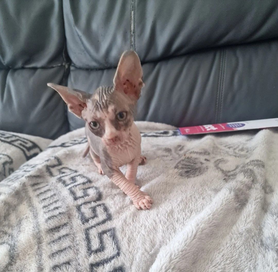 Süße kanadische Sphynx-Kätzchen suchen ein liebevolles Zuhause