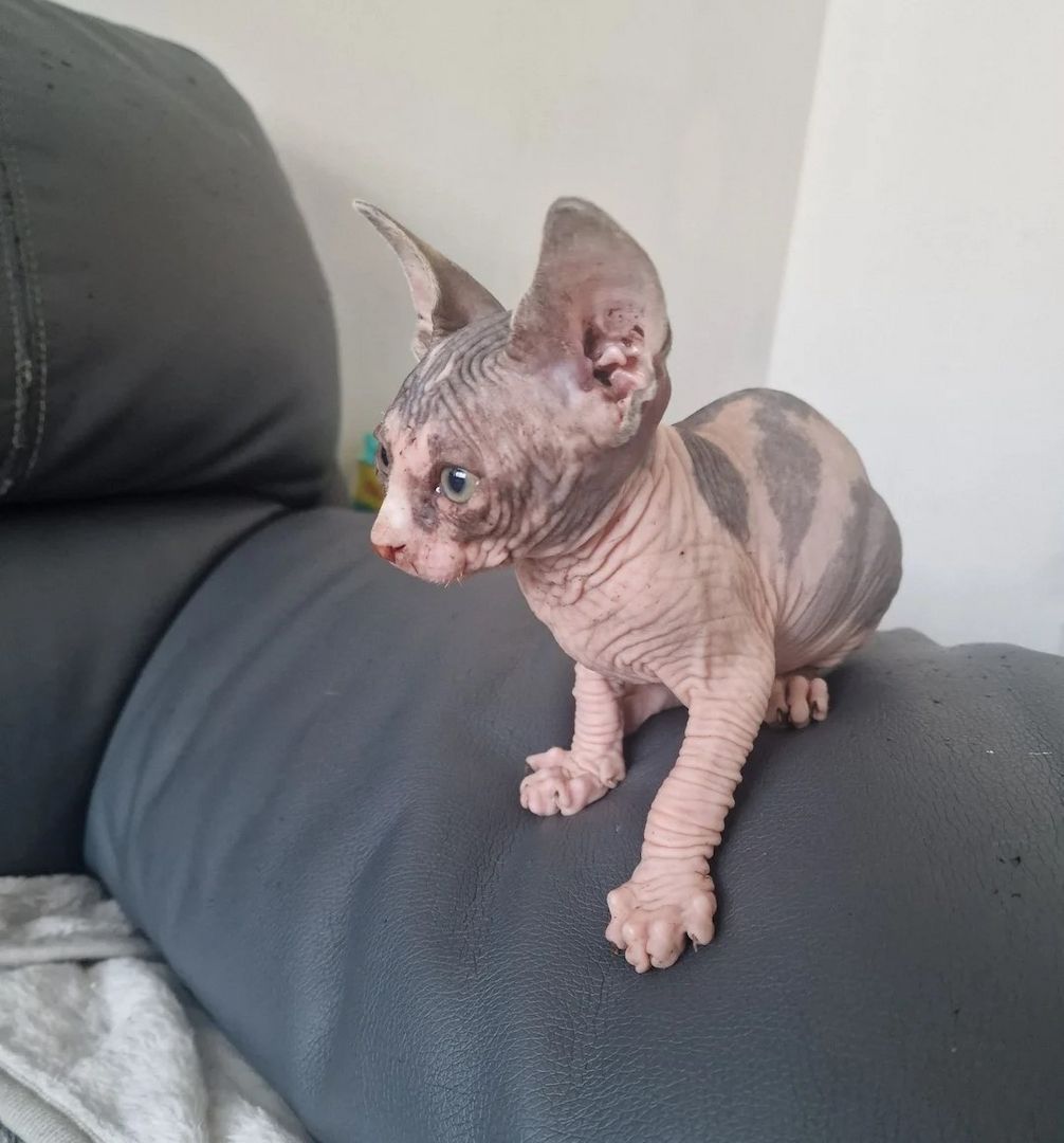 Sphynx-Kätzchen