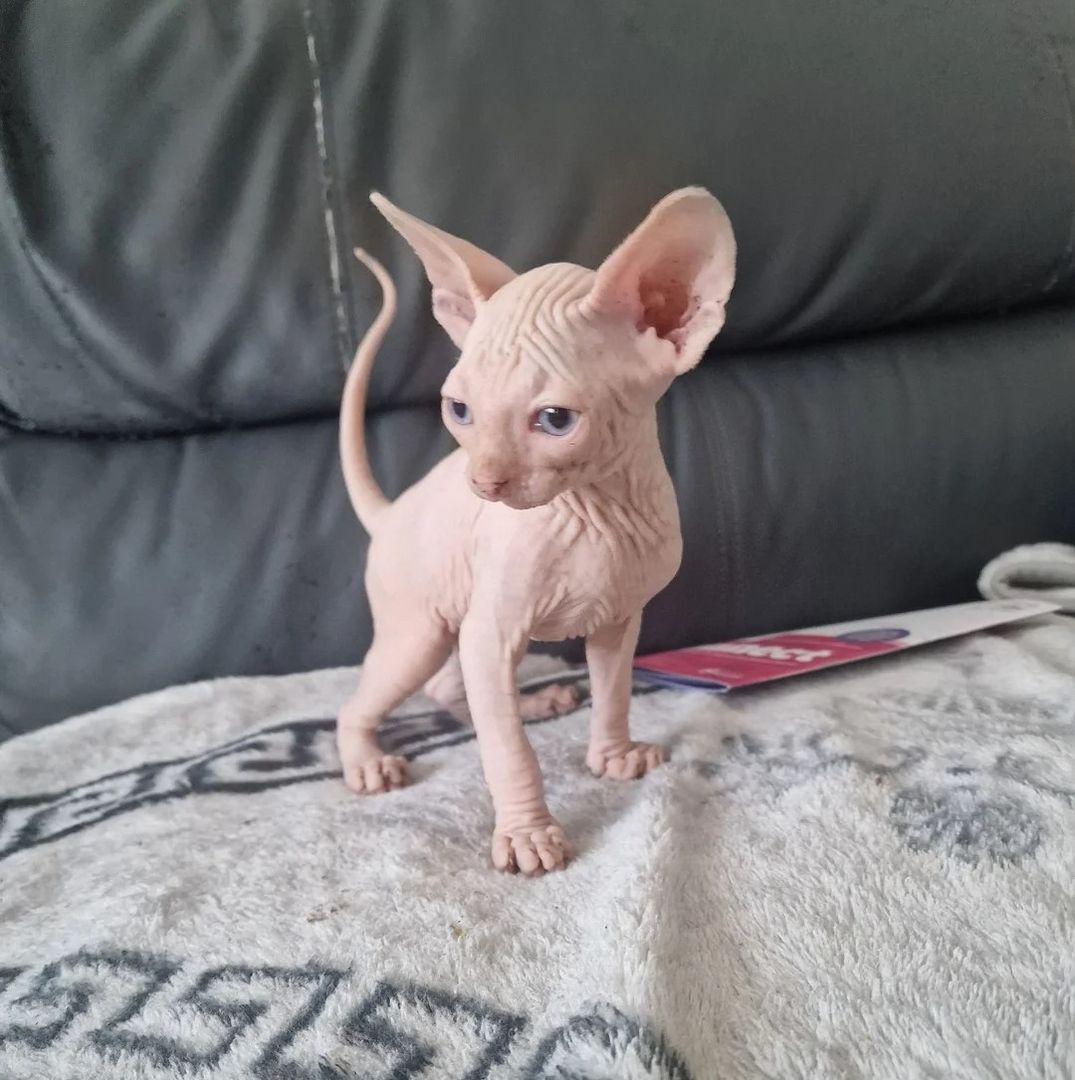 Süße kanadische Sphynx-Kätzchen