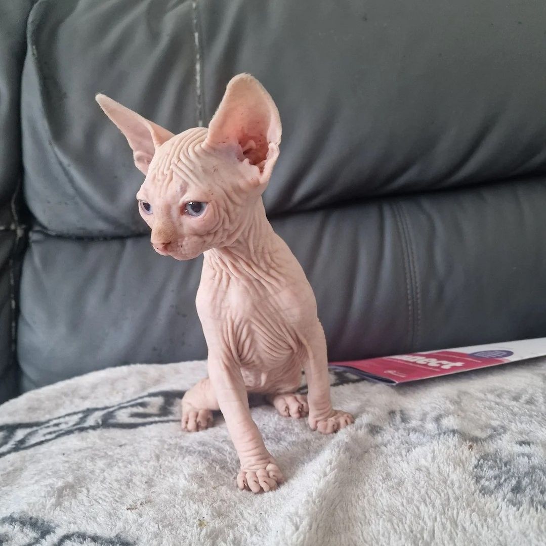 3 süße kanadische Sphynx-Kätzchen
