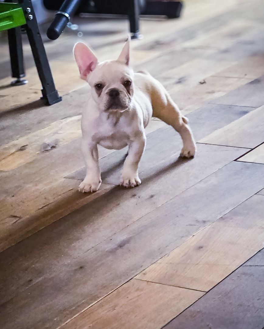 🔥 JETZT VERFÜGBAR – ATEMBERAUBENDE MERLE-FRANZÖSISCHE-BULLDOGGE-WELPEN 🔥