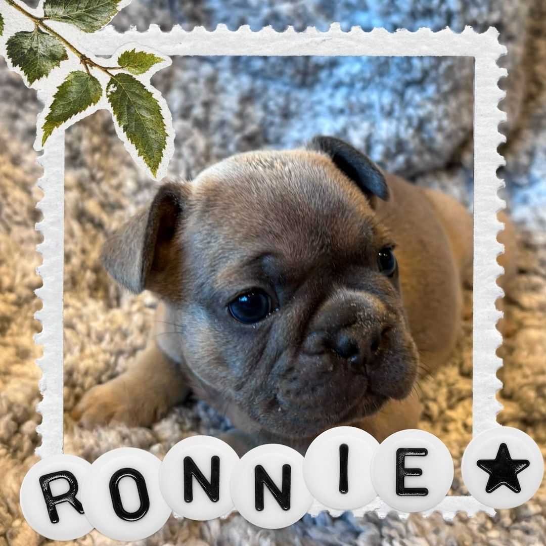 2 wunderschöne Französische-Bulldogge-Welpen suchen ihr endgültiges Zuhause.