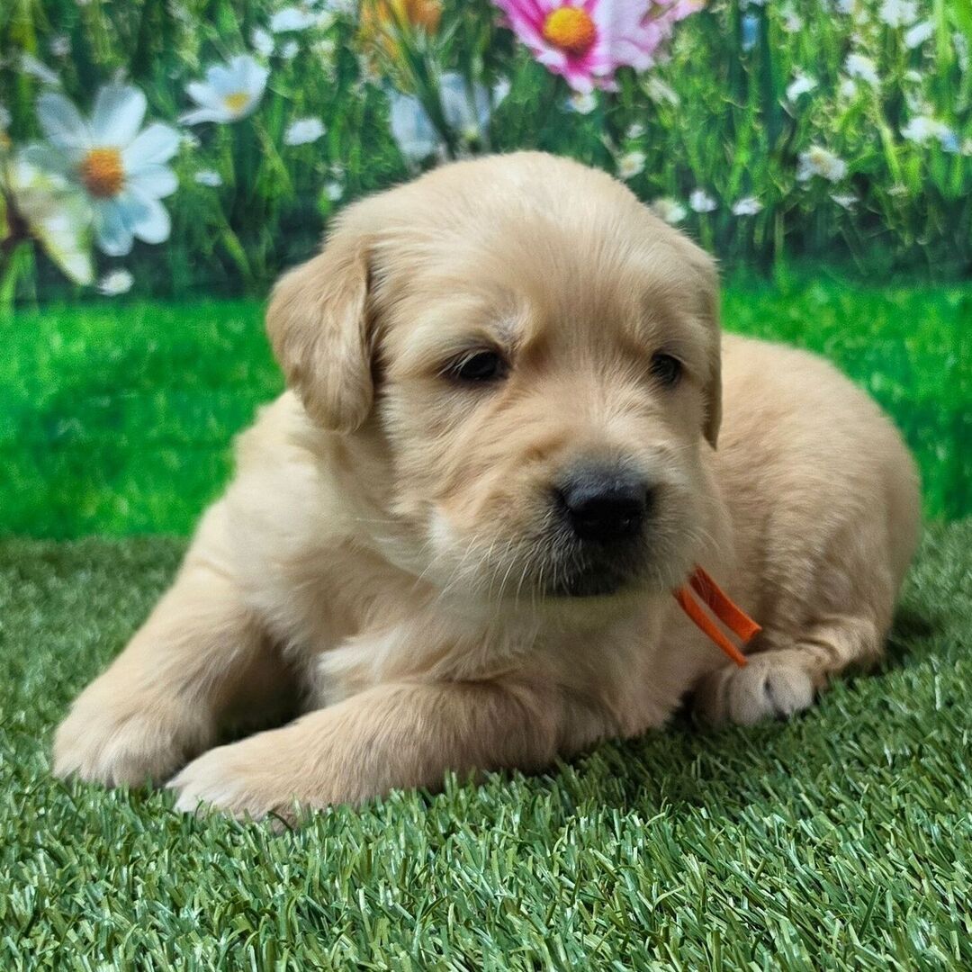 Golden-Retriever-Welpen wachsen in einem lebhaften Familienhaushalttäglich betreut