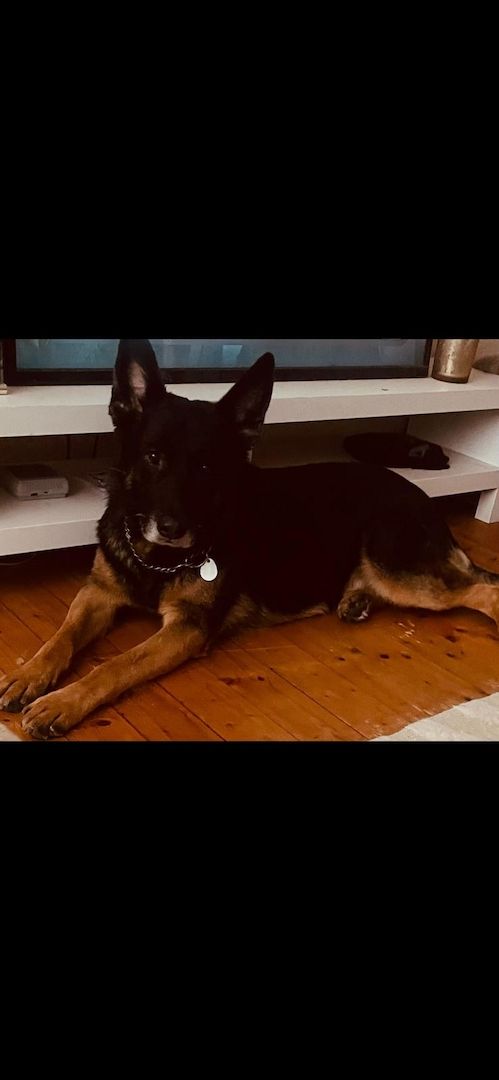 Ghost 6 Jahre sucht neues Zuhause