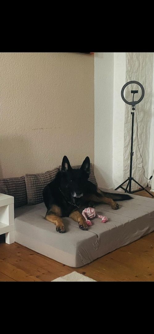 Ghost 6 Jahre sucht neues Zuhause