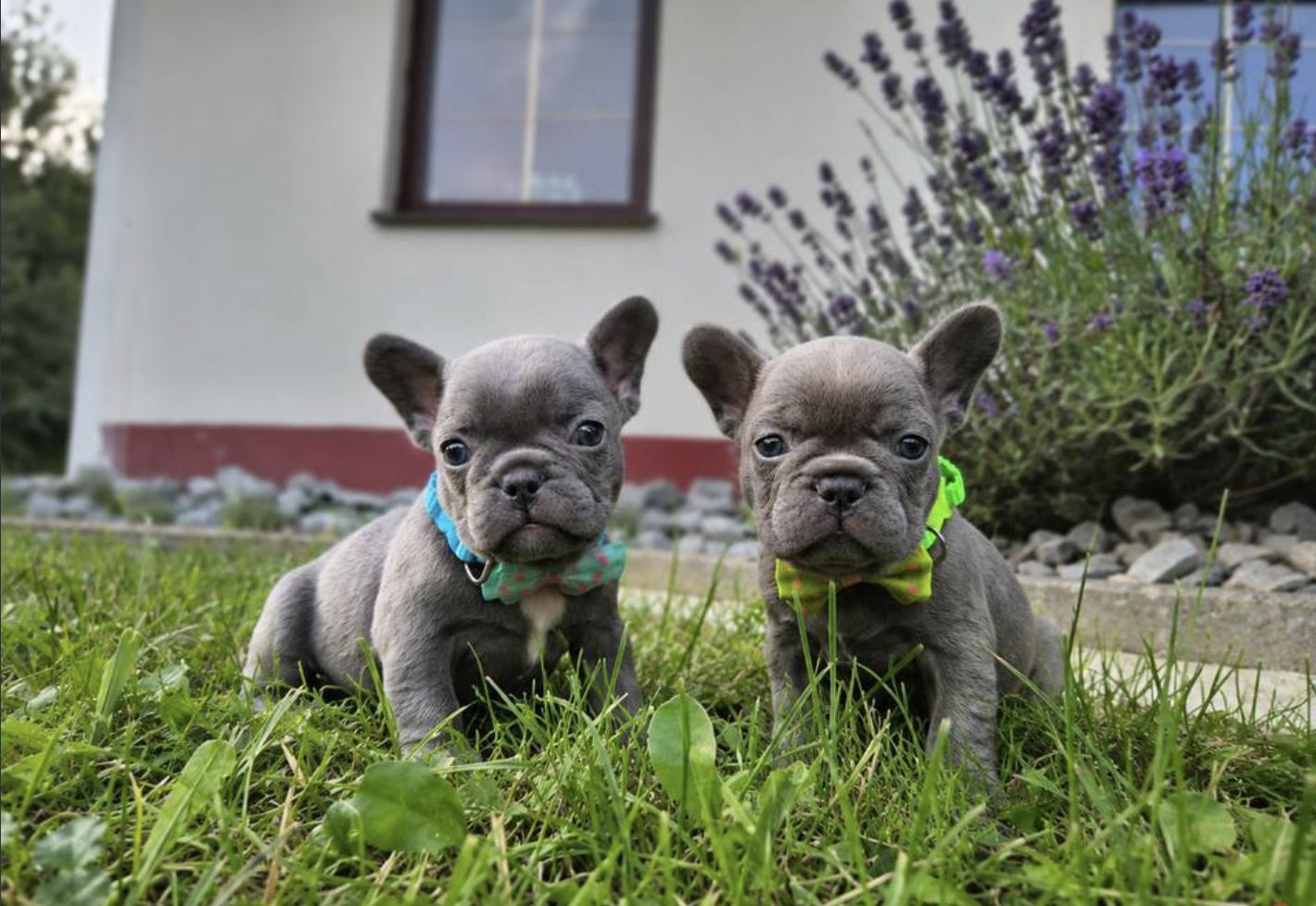 Französische Bulldoggen-Welpen suchen ein Zuhause