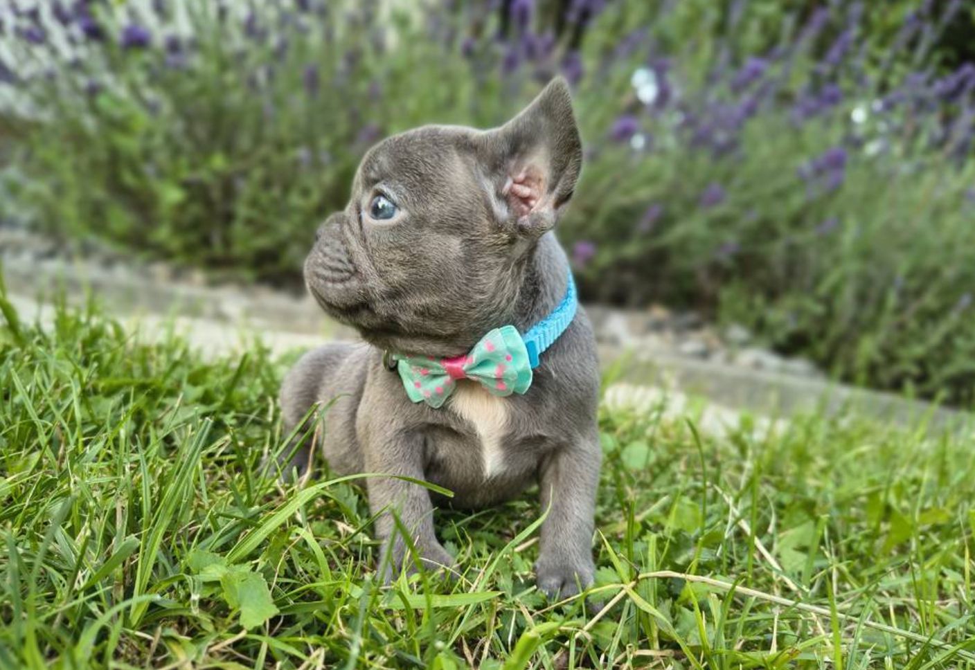 Französische Bulldoggen-Welpen suchen ein Zuhause