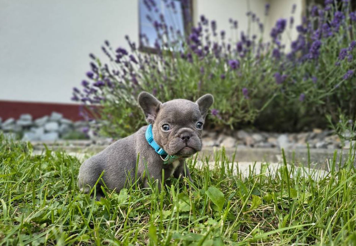 Französische Bulldoggen-Welpen suchen ein Zuhause