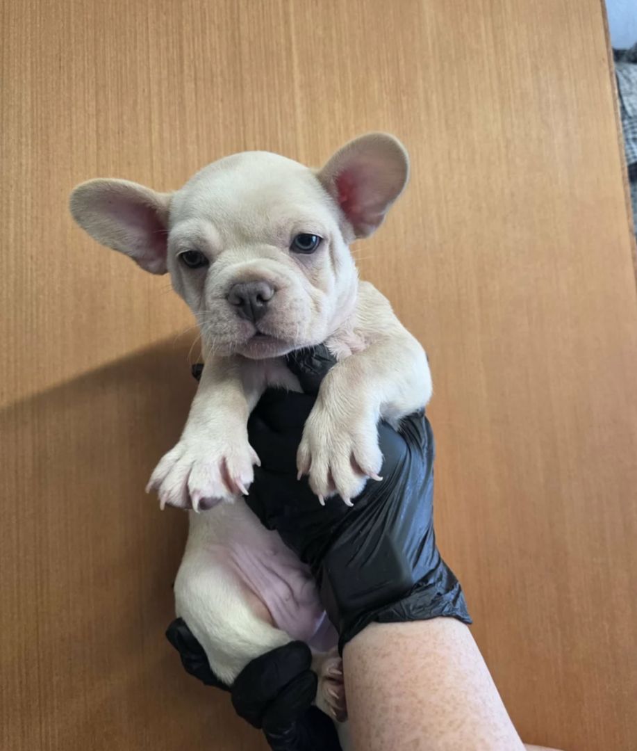 Französische Bulldoggen-Welpen abzugeben
