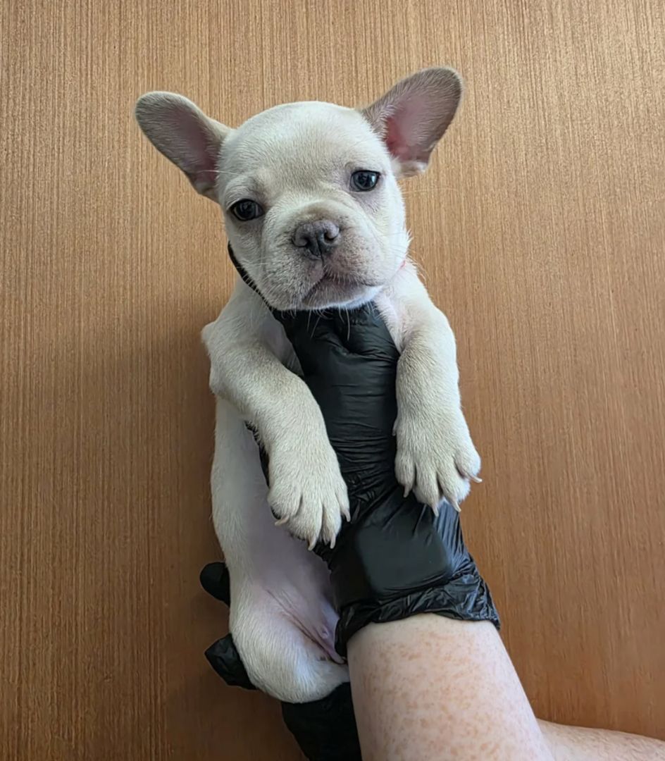Französische Bulldoggen-Welpen abzugeben