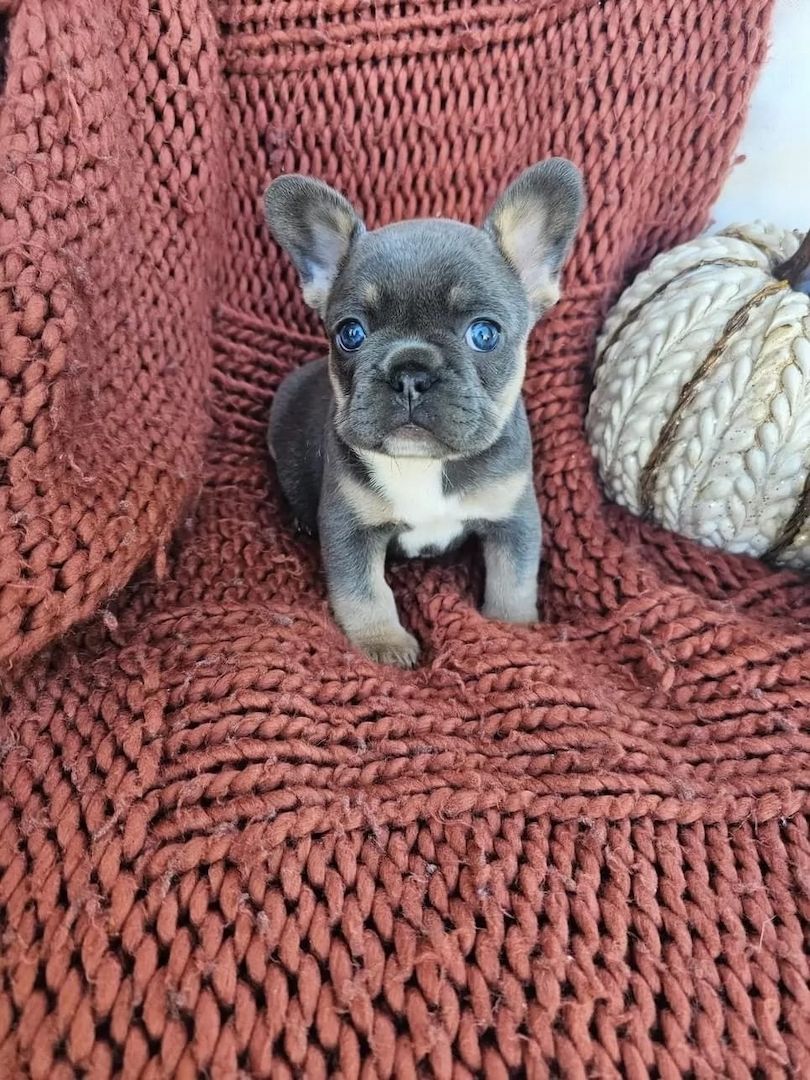 Französische Bulldoggen-Welpen abzugeben