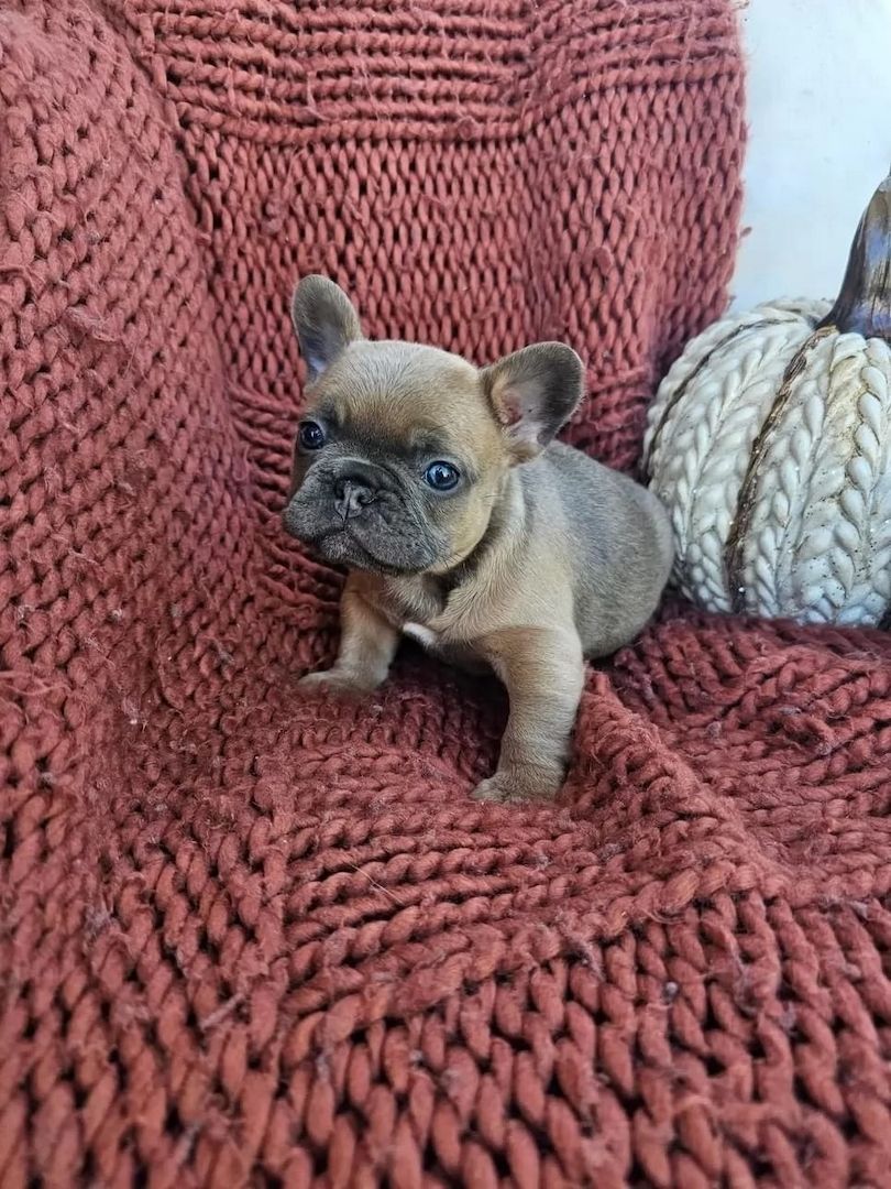 Französische Bulldoggen-Welpen abzugeben