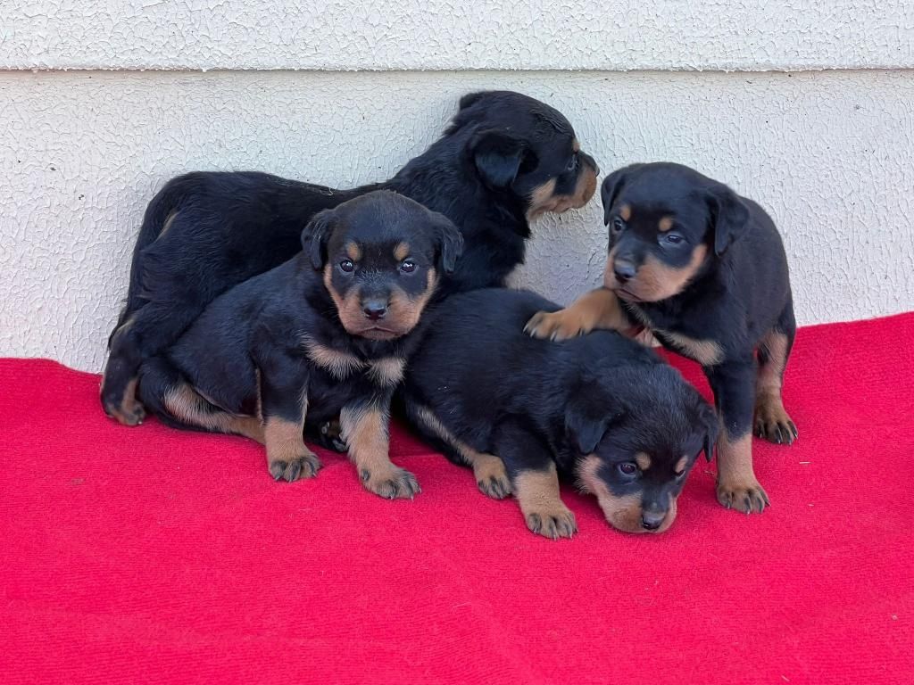13 Wochen alte Rottweiler-Welpen abzugeben