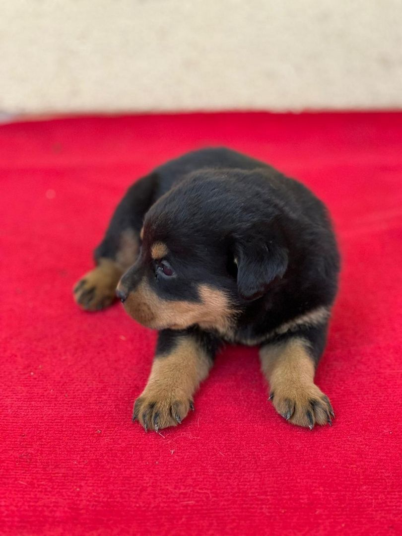 13 Wochen alte Rottweiler-Welpen abzugeben