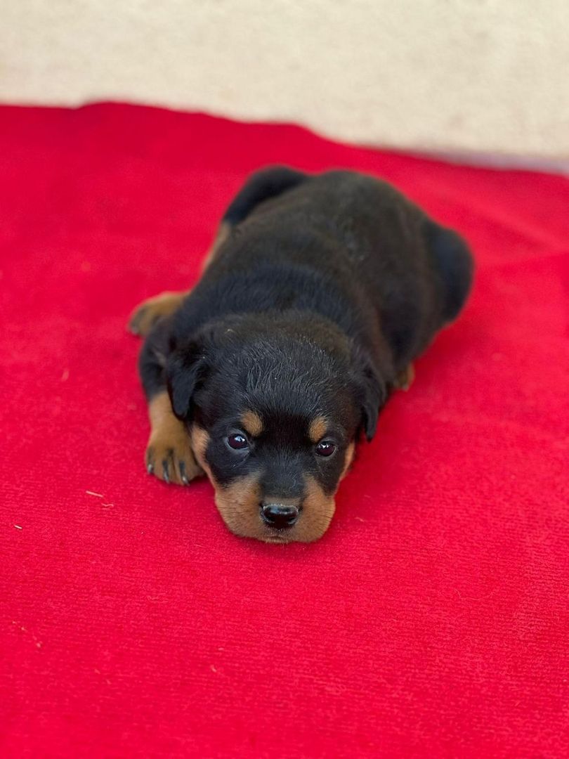 13 Wochen alte Rottweiler-Welpen abzugeben