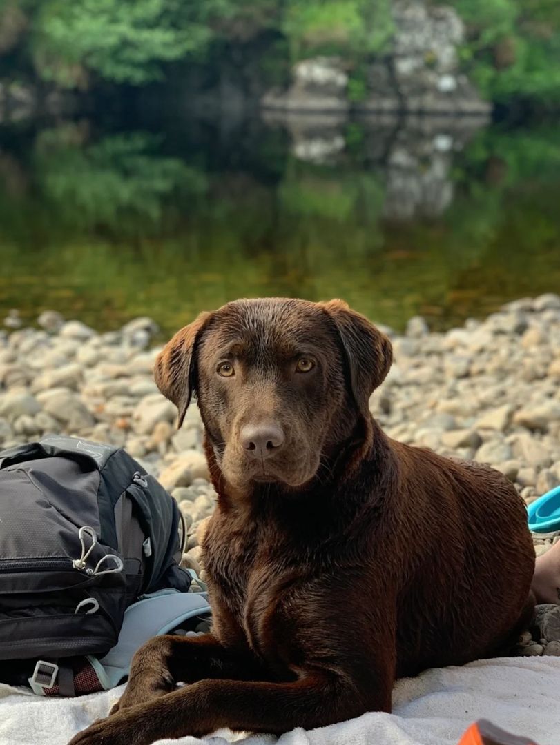 Schokobraune Labrador-Welpen zu verkaufen.