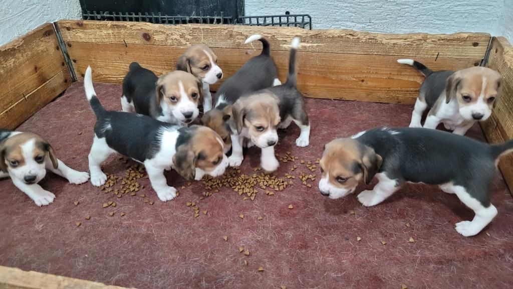 Süße Beagle-Welpen suchen ein Zuhause