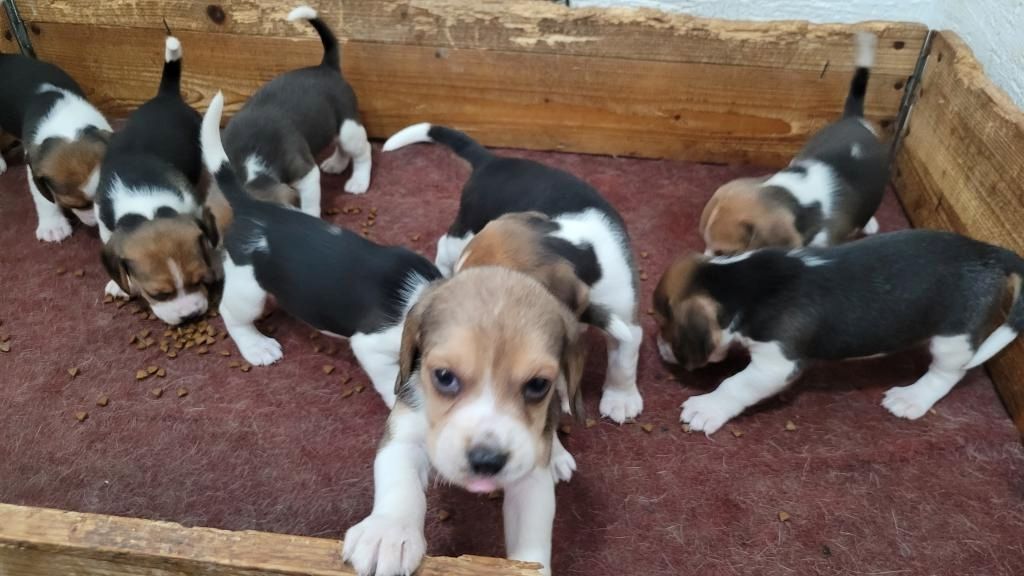 Süße Beagle-Welpen suchen ein Zuhause