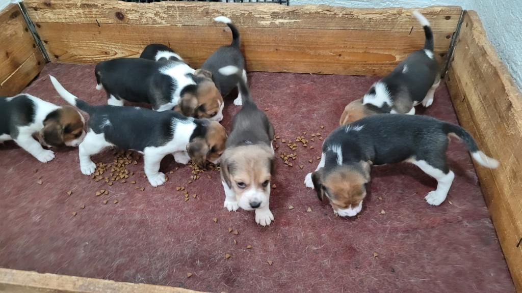 Süße Beagle-Welpen suchen ein Zuhause
