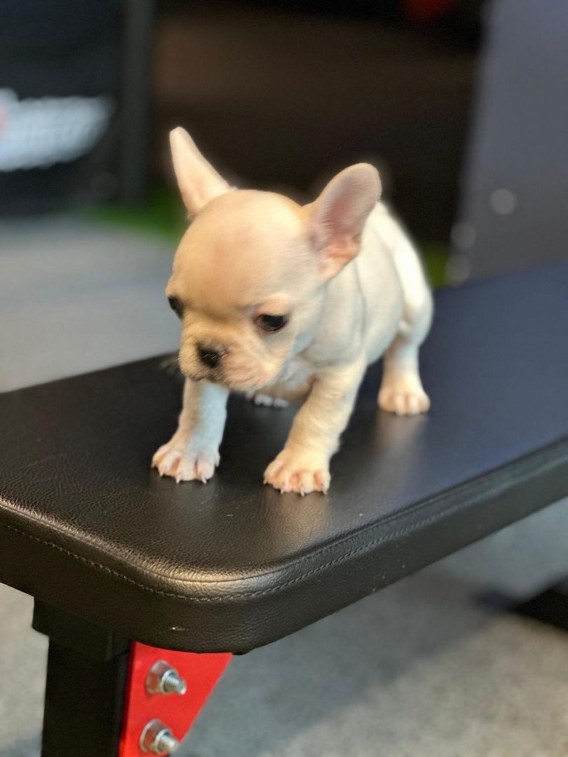 Französische Bulldoggen-Welpen abzugeben