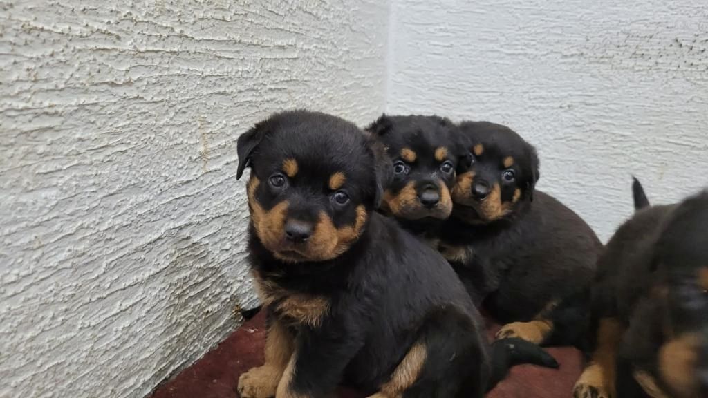 13 Wochen alte Rottweiler-Welpen abzugeben