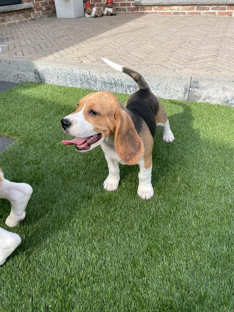 Süße Beagle-Welpen suchen ein Zuhause