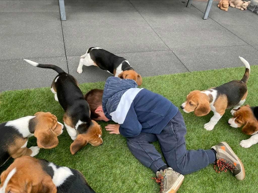 Süße Beagle-Welpen suchen ein Zuhause