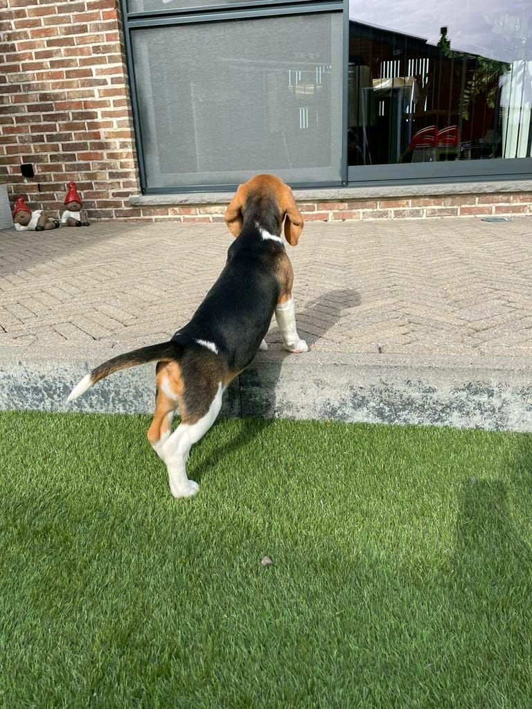 Süße Beagle-Welpen suchen ein Zuhause