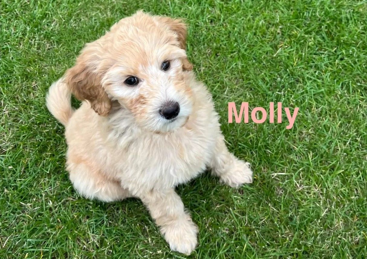 Goldendoodle F1b Welpen F1bb apricot, fawn hell dunkel