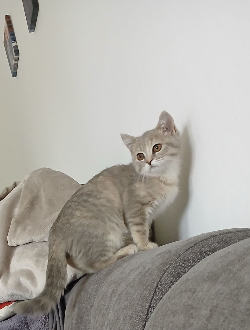 BKH Kitten abzugeben