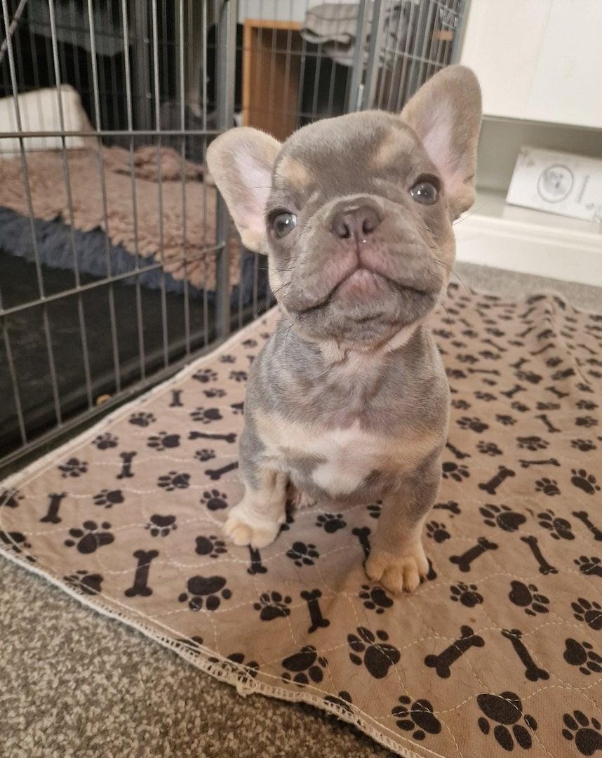 Französische Bulldoggen-Welpen abzugeben