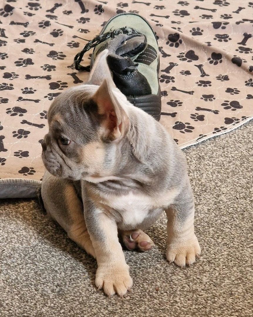 Französische Bulldoggen-Welpen abzugeben