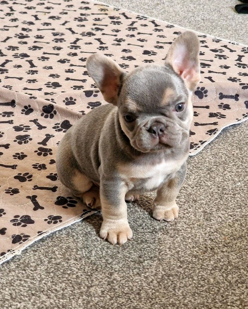 Französische Bulldoggen-Welpen abzugeben