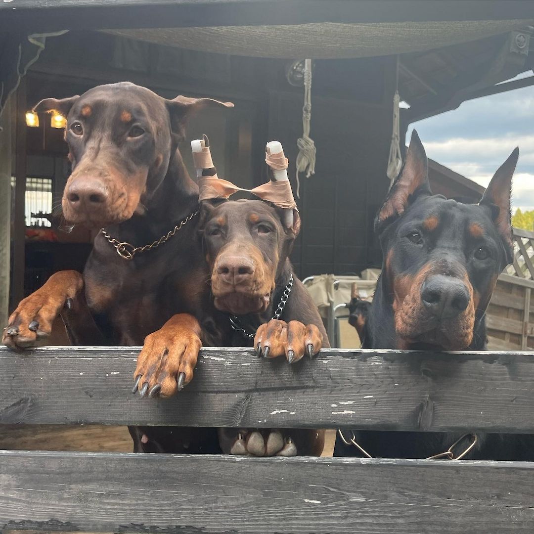 Traumhafte Dobermann Welpen suchen ihr Für-immer-Zuhause