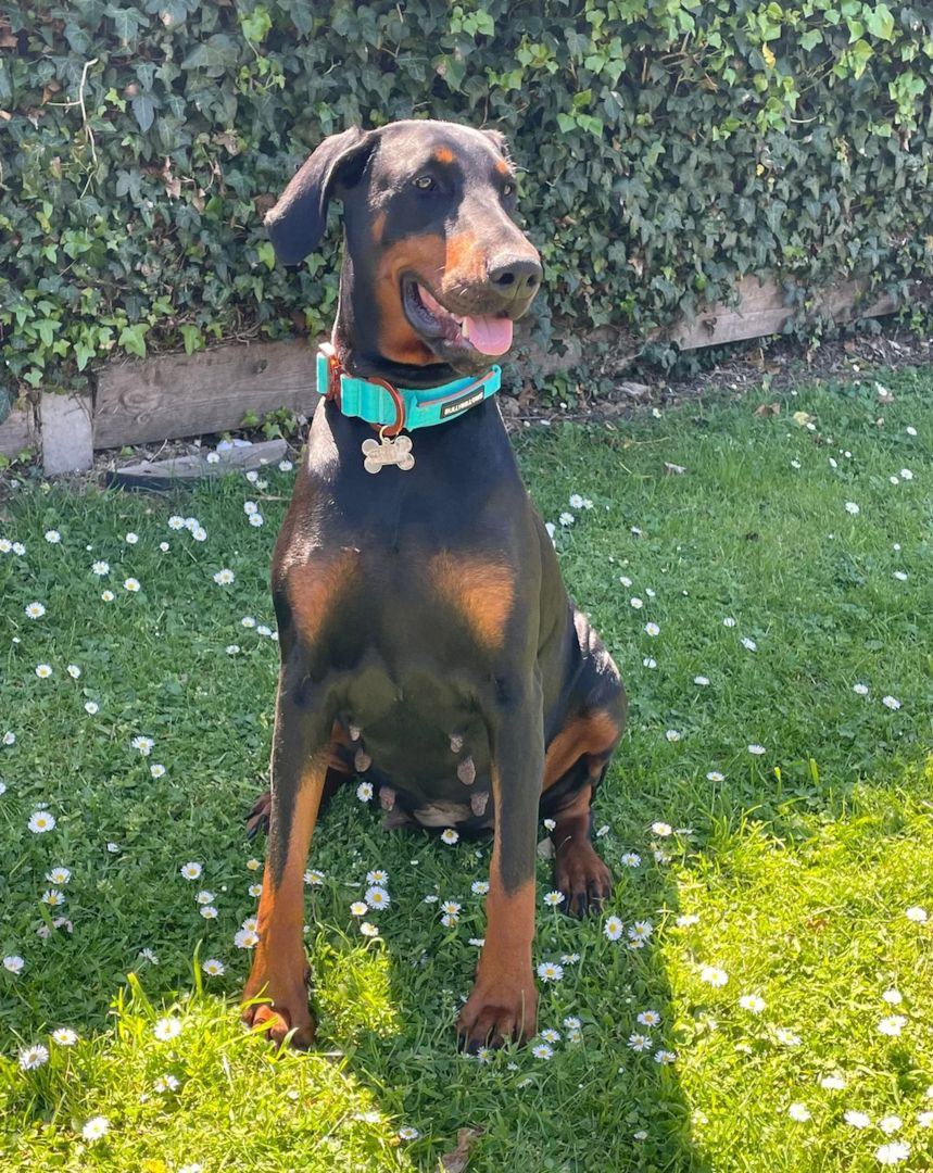 Dobermannwelpen zu verkaufen