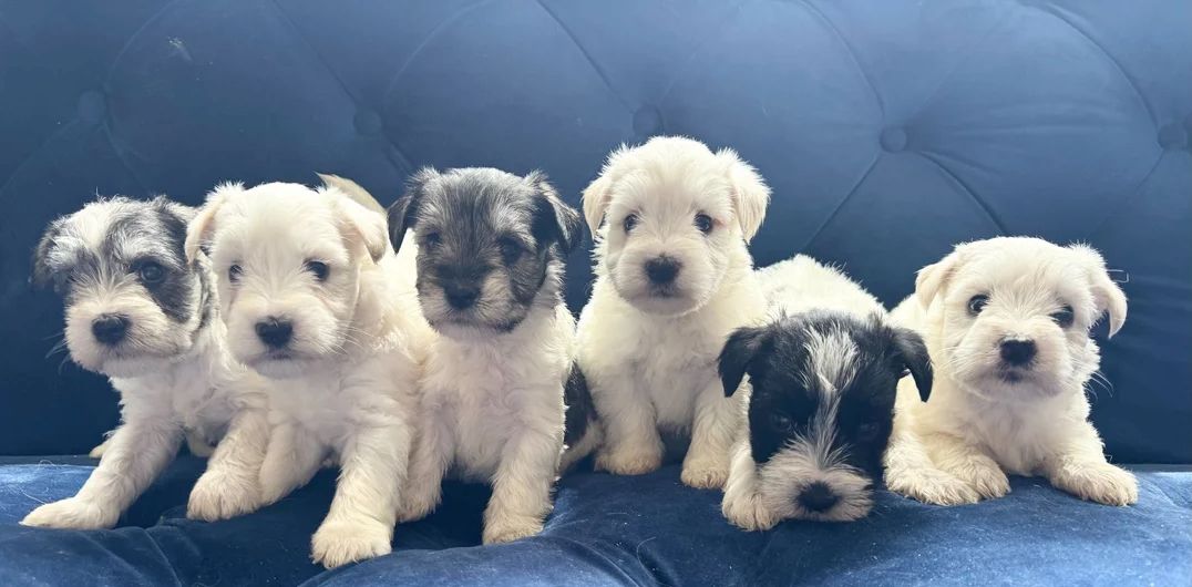 Zwergschnauzerwelpen zu verkaufen
