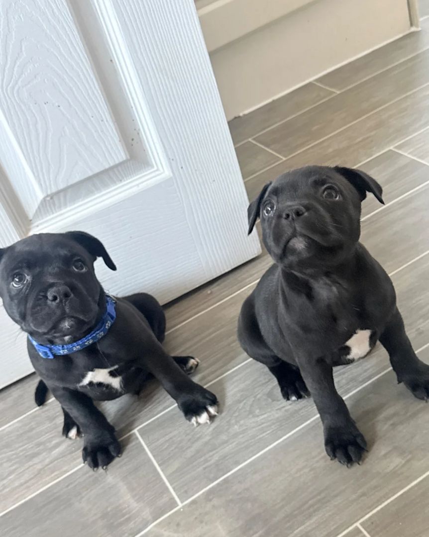 Staffordshire-Terrier-Welpen zu verkaufen