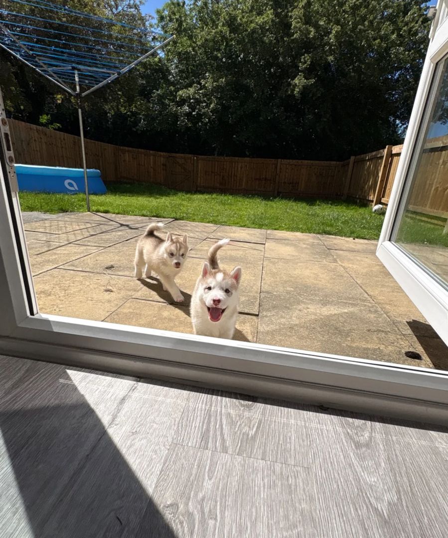 Siberian Husky Welpen abzugeben!