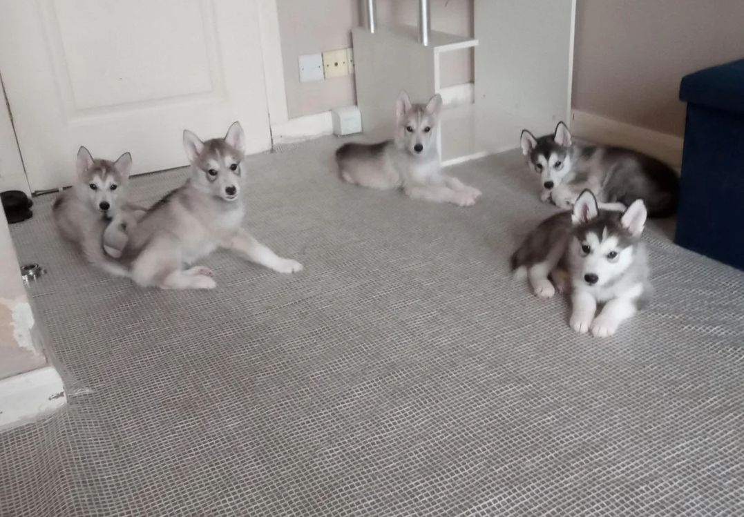 Siberian Husky Welpen abzugeben!