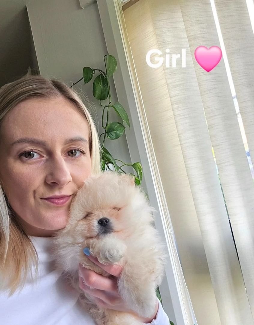 Teddybär-Pomeranian-Welpen abzugeben!