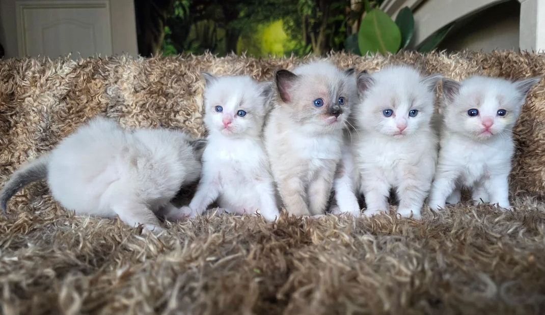 Reinrassige Ragdoll-Kätzchen zu verkaufen.