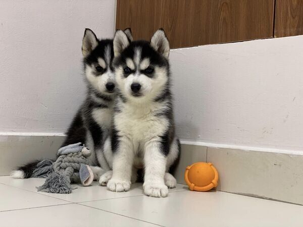 Siberian Husky Welpen abzugeben!