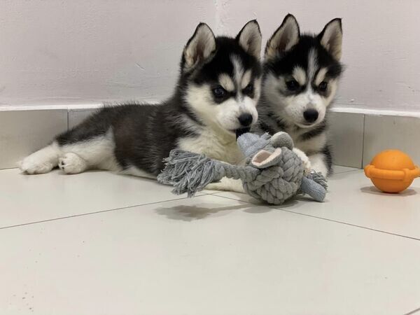 Siberian Husky Welpen abzugeben!