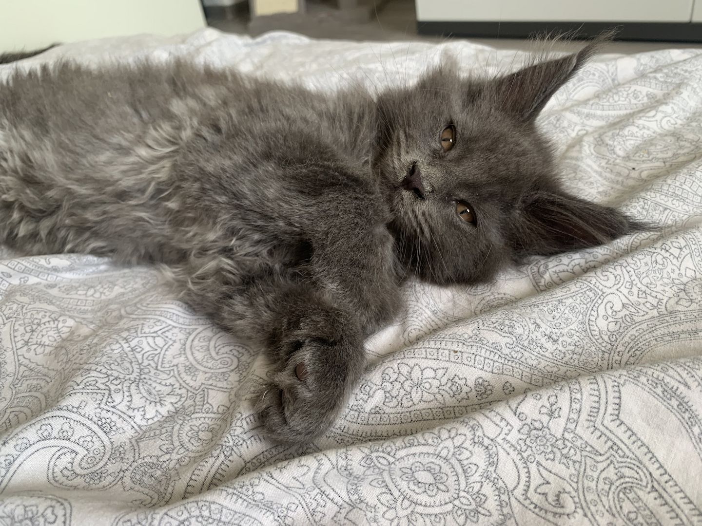 Reinrassige XXL Maine Coon kitten