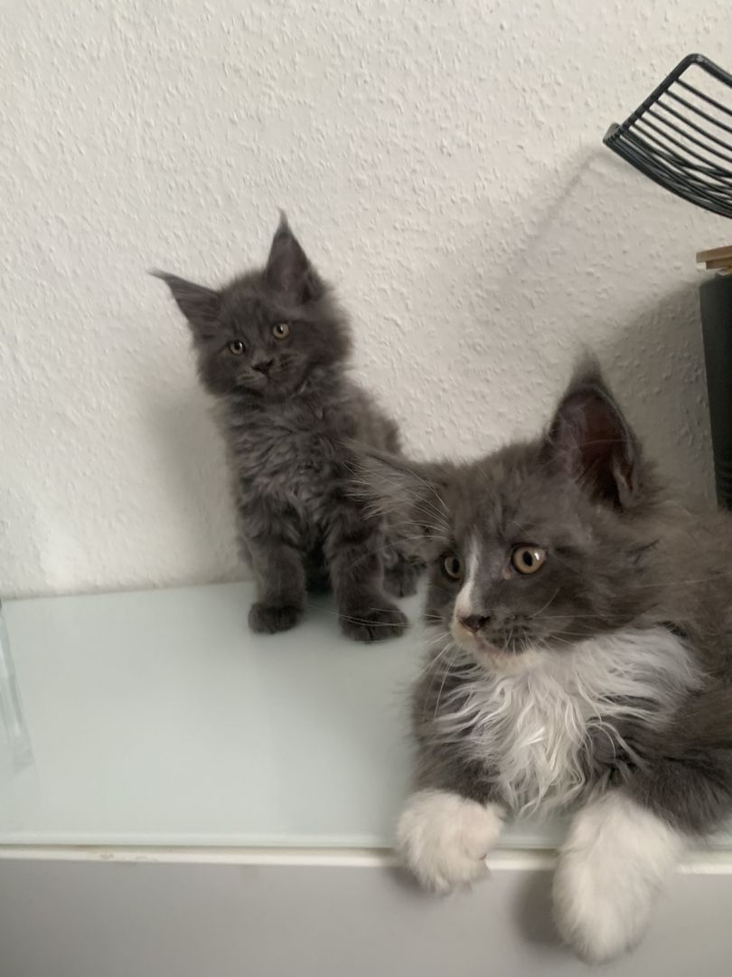 Reinrassige XXL Maine Coon kitten