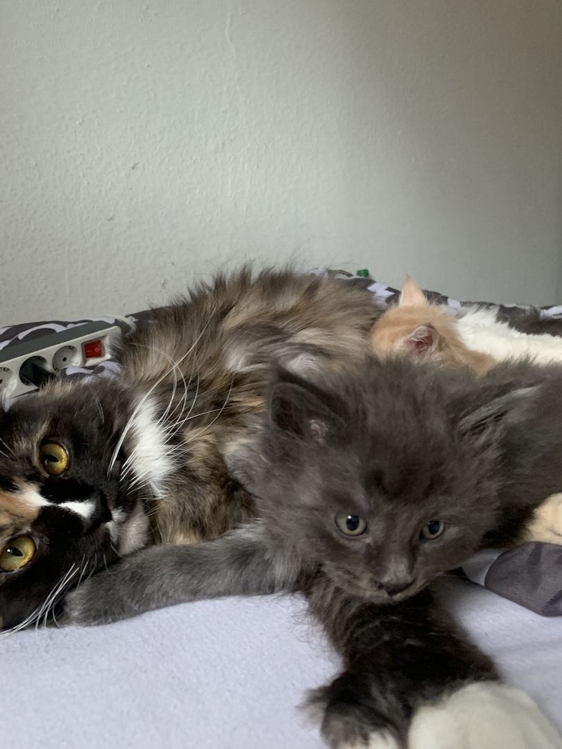 Reinrassige XXL Maine Coon kitten