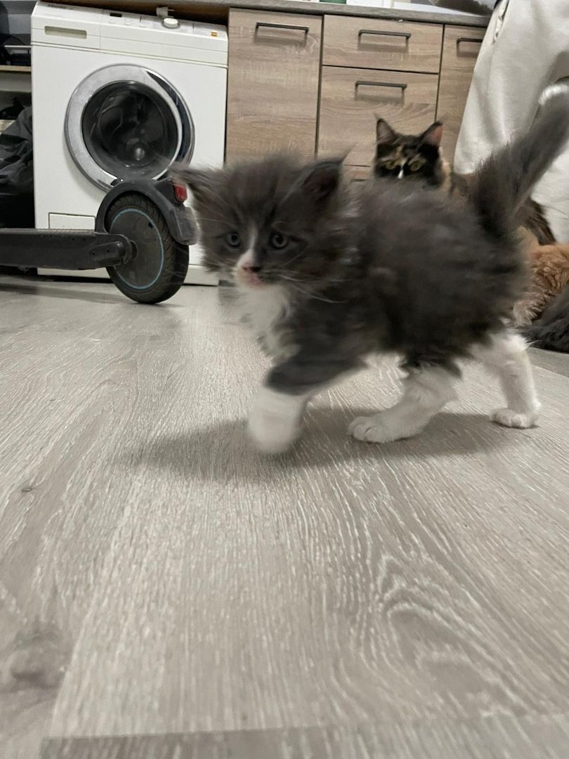 Reinrassige XXL Maine Coon kitten