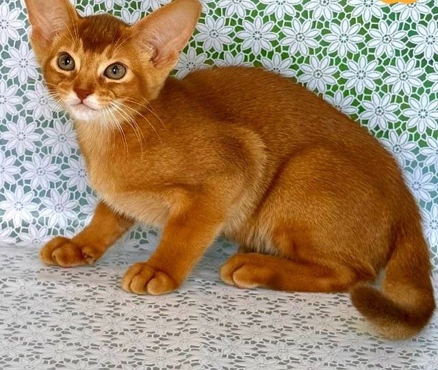 Strahlend schöne Abessinierkatze Ellada – Ihr Lichtblick