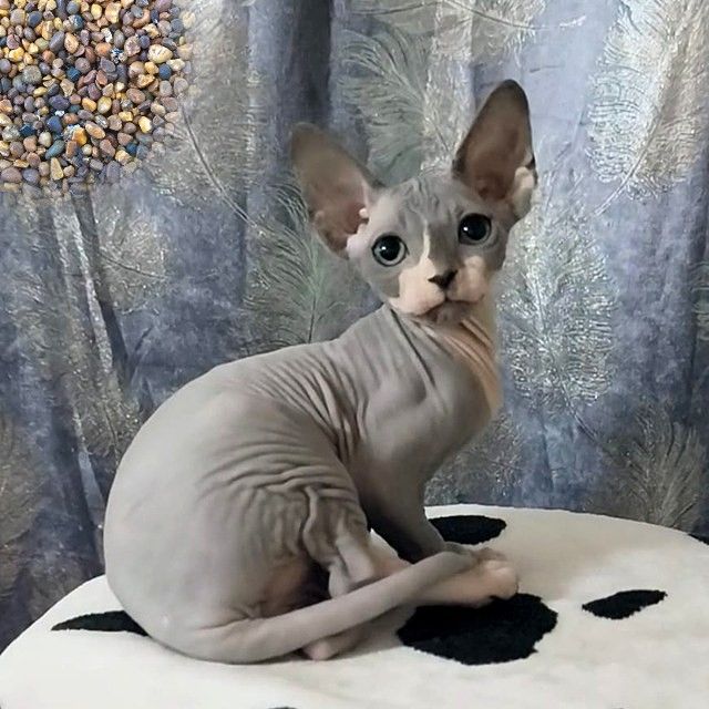 Blaue Zweifarbige — Kanadische Sphynx Molly